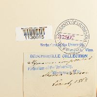 Hypnum imponens image