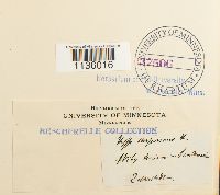 Hypnum imponens image