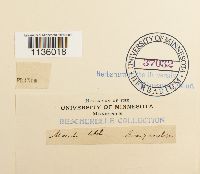 Hypnum cupressiforme image