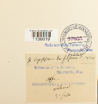 Hypnum cupressiforme image