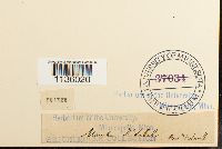 Hypnum cupressiforme image