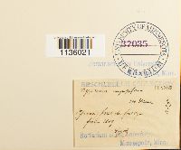 Hypnum cupressiforme image