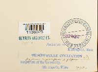 Hypnum cupressiforme image