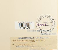 Hypnum cupressiforme image