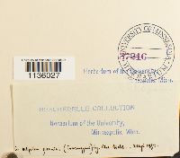 Hypnum cupressiforme image