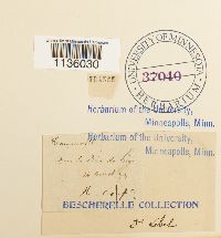 Hypnum cupressiforme image