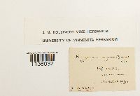 Hypnum cupressiforme image