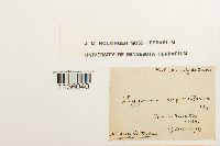 Hypnum cupressiforme image