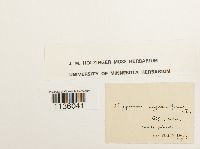 Hypnum cupressiforme image