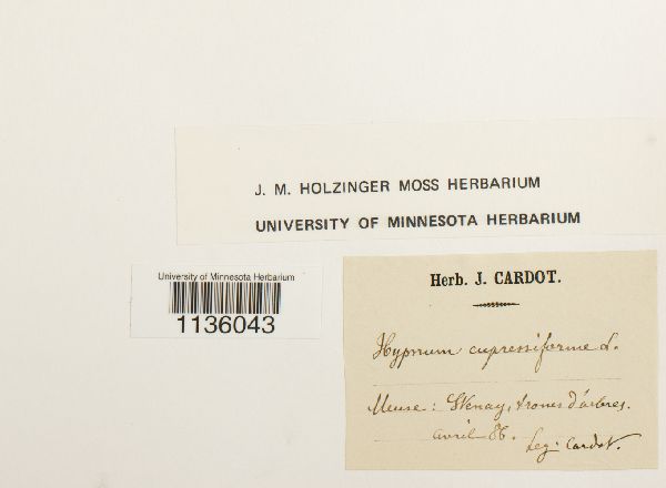 Hypnum cupressiforme image