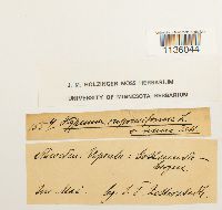 Hypnum cupressiforme image