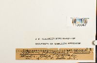 Hypnum cupressiforme image