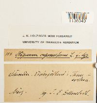 Hypnum cupressiforme image