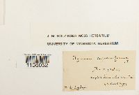 Hypnum cupressiforme image