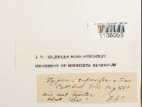 Hypnum cupressiforme image