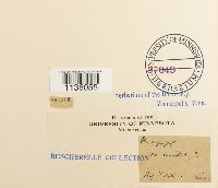 Hypnum cupressiforme image