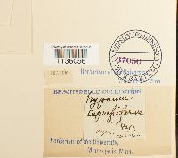 Hypnum cupressiforme image