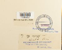 Hypnum cupressiforme image