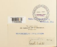 Hypnum cupressiforme image