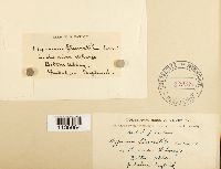 Media resource of Amblystegium varium