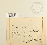 Calliergon giganteum image