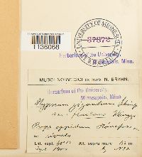 Media resource of Calliergon giganteum