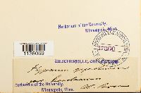 Calliergon giganteum image