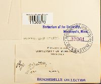 Calliergon giganteum image