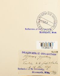 Calliergon giganteum image