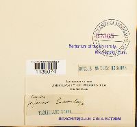 Calliergon giganteum image