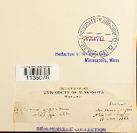 Calliergon giganteum image