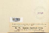 Calliergon giganteum image