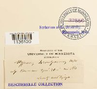 Thumbnail image of current specimen