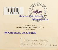 Media resource of Hylocomiastrum pyrenaicum