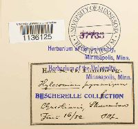 Hylocomiastrum pyrenaicum image