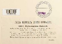 Hylocomiastrum pyrenaicum image