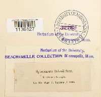 Hylocomiastrum pyrenaicum image