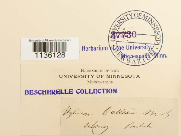 Hylocomiastrum pyrenaicum image