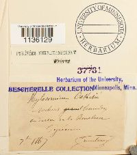 Hylocomiastrum pyrenaicum image