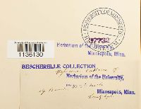 Hylocomiastrum pyrenaicum image