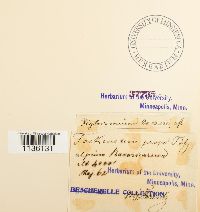 Hylocomiastrum pyrenaicum image