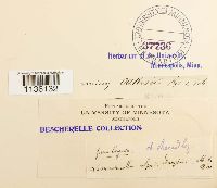 Hylocomiastrum pyrenaicum image