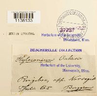 Hylocomiastrum pyrenaicum image