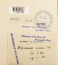 Hylocomiastrum pyrenaicum image