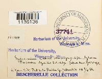 Hylocomiastrum pyrenaicum image