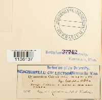 Hylocomiastrum pyrenaicum image