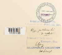 Hypnum pallescens image