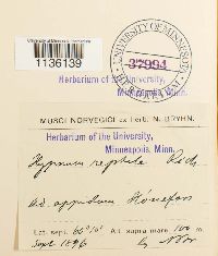 Hypnum pallescens image