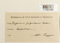 Brachythecium plumosum image