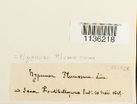 Brachythecium plumosum image